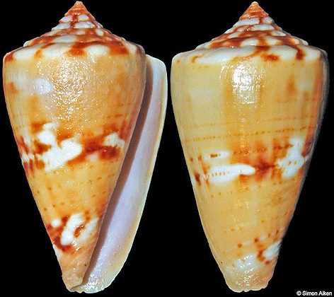 Conus abbotti Clench, 1942