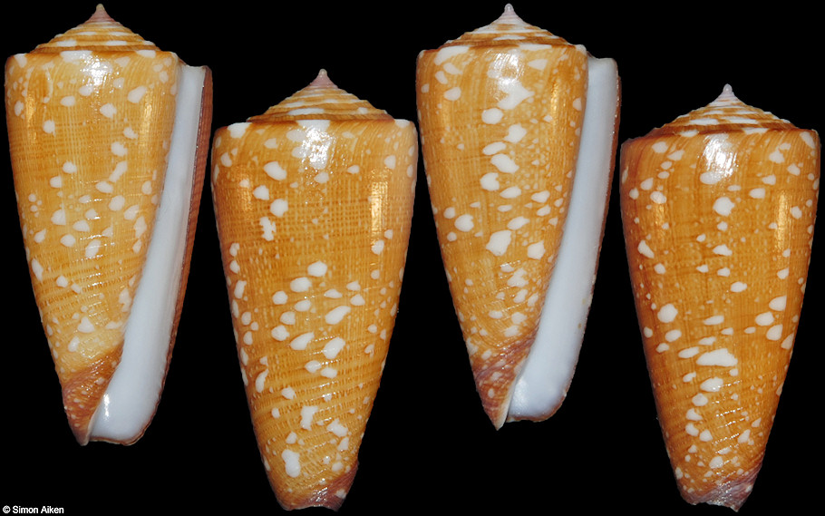 Conus nobilis victor Broderip, 1842