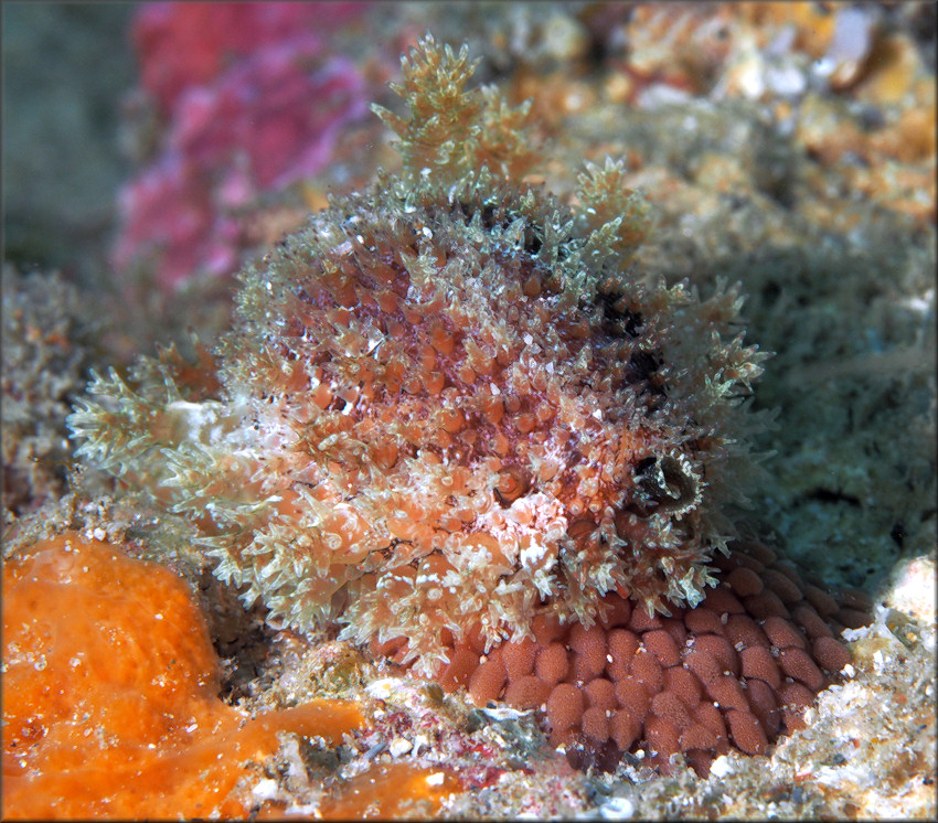 Erosaria acicularis (Gmelin, 1791) Atlantic Yellow Cowrie With Eggs