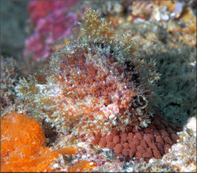 Erosaria acicularis (Gmelin, 1791) Atlantic Yellow Cowrie With Eggs