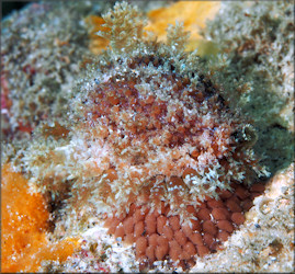 Erosaria acicularis (Gmelin, 1791) Atlantic Yellow Cowrie With Eggs