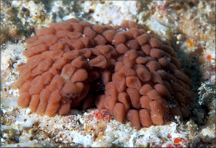 Erosaria acicularis (Gmelin, 1791) Atlantic Yellow Cowrie Eggs