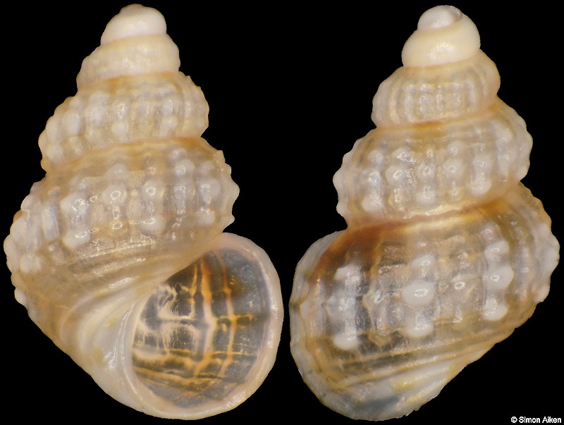 Alvania canariensis (d'Orbigny, 1840)