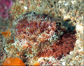 Erosaria acicularis (Gmelin, 1791) Atlantic Yellow Cowrie With Eggs