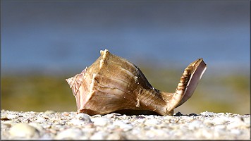 Busycon perversum (Linnaeus, 1758) Freak