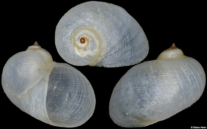 Vanikoro acuta (Rcluz, 1844)