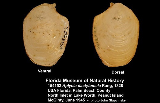 Aplysia dactylomela Rang, 1828 Spotted Seahare Internal Shell