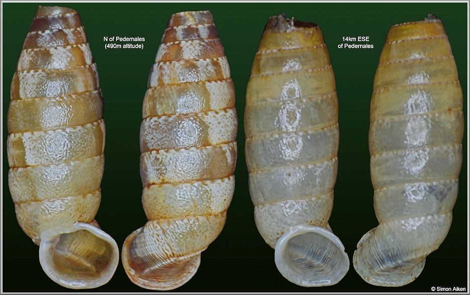 Autocoptis adamsiana  (L. Pfeiffer)