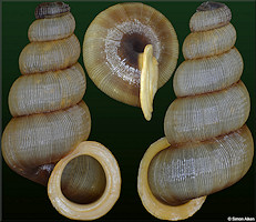 Adamsiella ignilabris (C. B. Adams, 1849)
