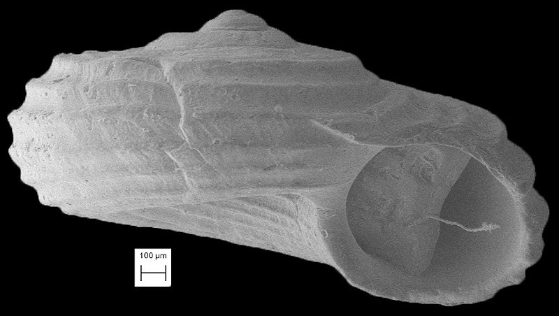 Circulus liratus (A. E. Verrill, 1882) Lirate Vitrinella