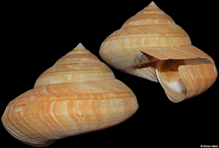 Bayerotrochus teramachii (Kuroda, 1955)