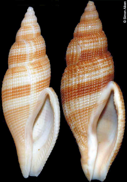 Metula africana Bouchet, 1988