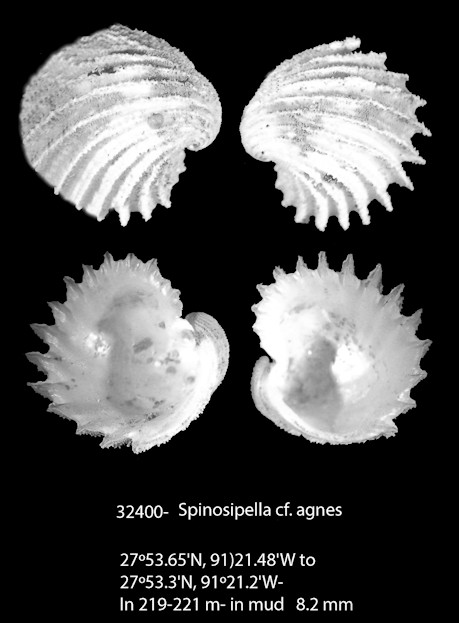 Spinosipella cf. agnes (Simone and Cunha, 2008)