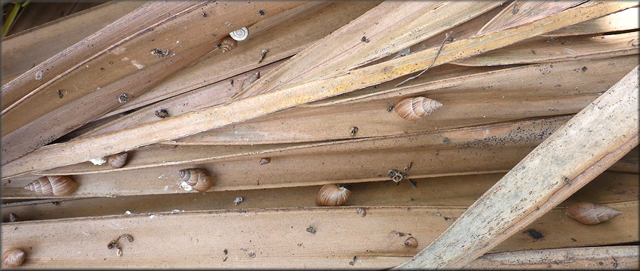 Bulimulus sporadicus On The North Side Of The Arlington Expressway In The 8200 Block