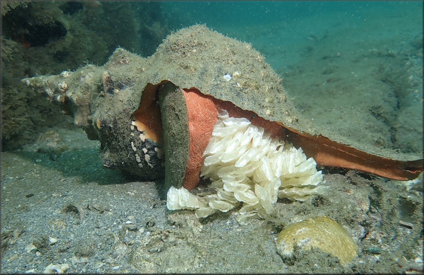 Triplofusus giganteus (Kiener, 1840) Horse Conch Depositing Eggs 