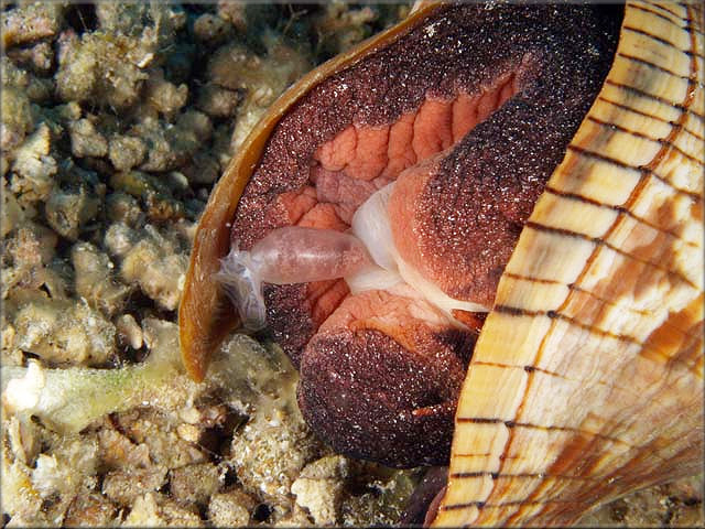 Fasciolaria tulipa (Linnaeus, 1758) True Tulip Depositing Egg Capsule