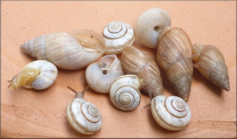 Bulimulus sporadicus On The North Side Of The Arlington Expressway In The 8200 Block