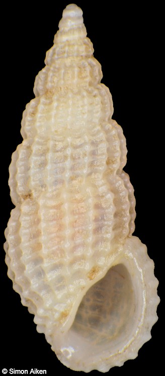 Phosinella media (Schwartz von Mohrenstern, 1860)