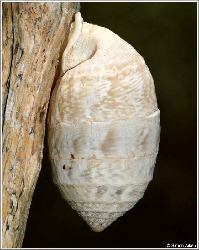 Cerion humberti Clench and Aguayo, 1949 In Situ