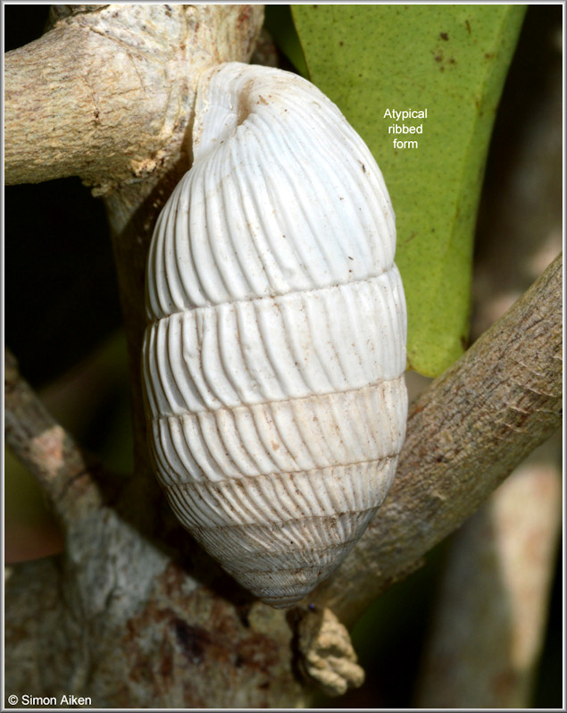 Cerion aguayoi Torre and Clench, 1932 In Situ