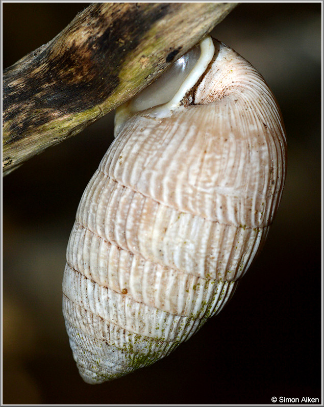 Hybrids of Cerion moralesi Clench and Aguayo, 1951 and Cerion geophilus Clench and Aguayo, 1949 In Situ