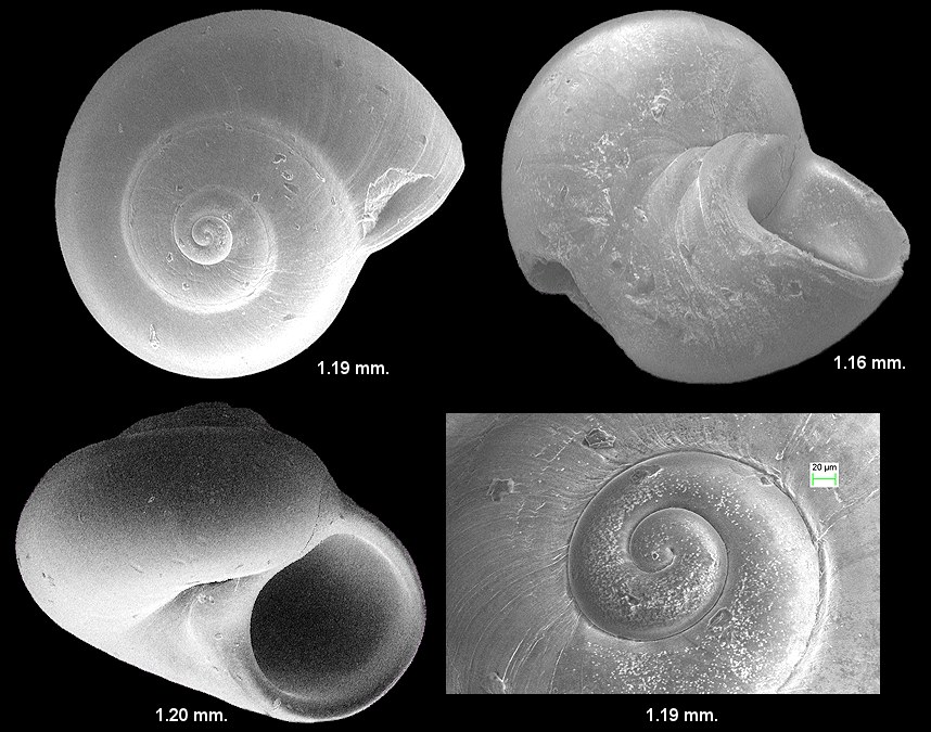 Teinostoma altum Pilsbry in Olsson and Harbison, 1953 High-spired Vitrinella