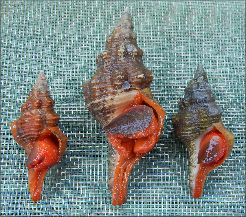 Triplofusus giganteus (Kiener, 1840) Color Varities (orange to albino)