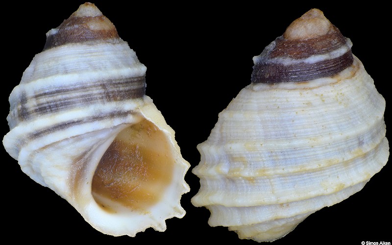 Echinolittorina parcipicta (Carpenter, 1864)