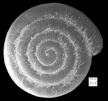 Helicodiscus aldrichianus (G. Clapp, 1907) Burrowing Coil