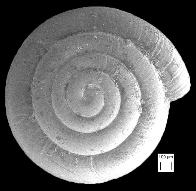 Helicodiscus aldrichianus (G. H. Clapp, 1907) Burrowing Coil