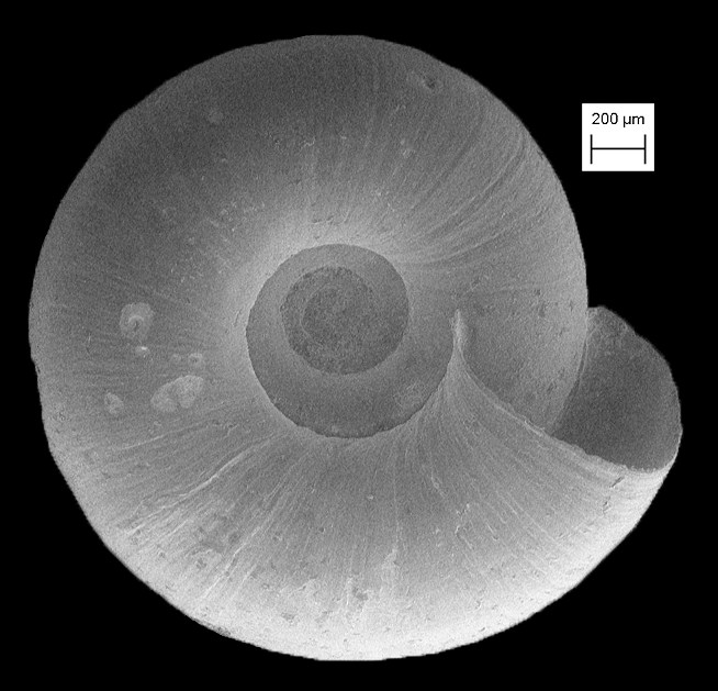 Helicodiscus aldrichianus (G. H. Clapp, 1907) Burrowing Coil