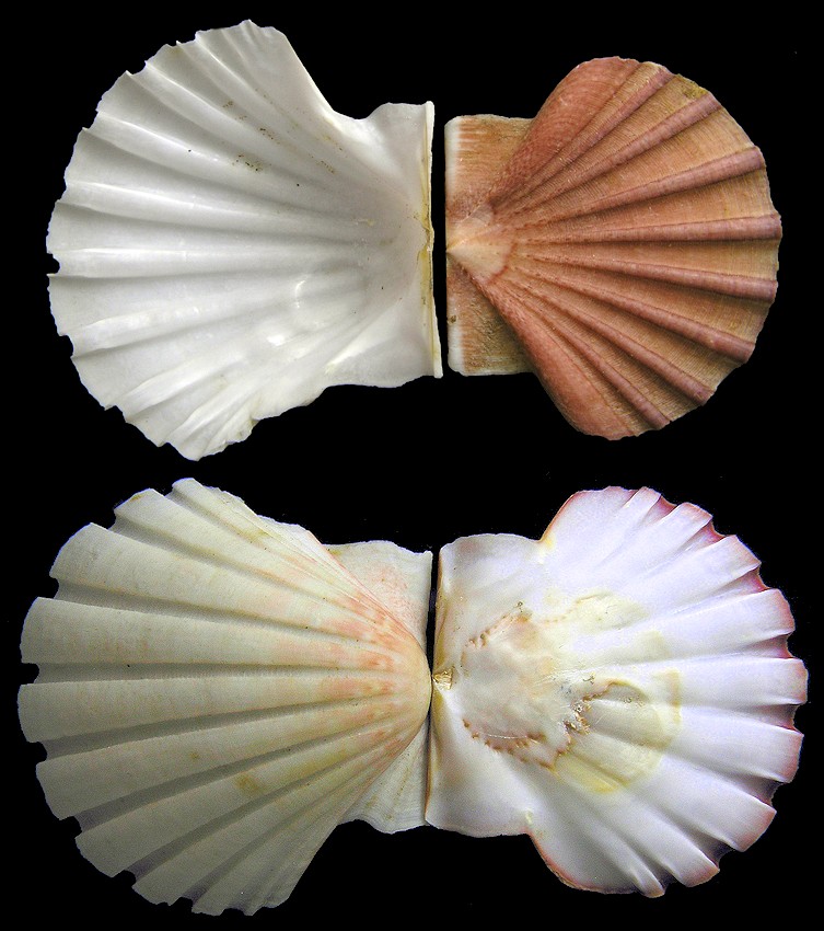 Pecten albicans (Schröter, 1802)