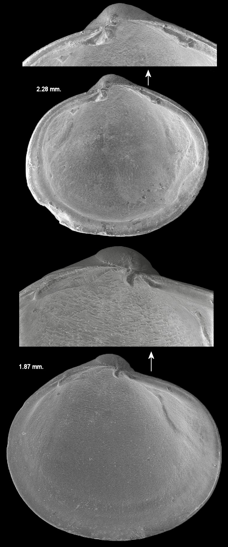 Alvenius rotundus Dall, 1900 Fossil