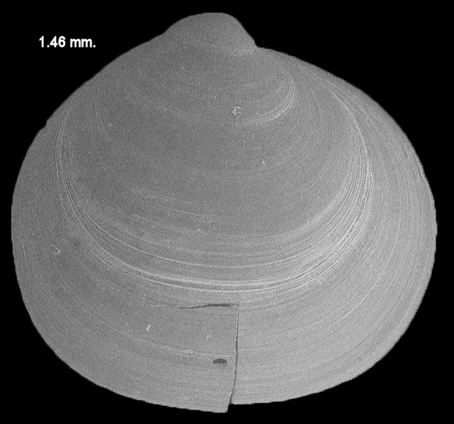 Alvenius rotundus Dall, 1900 Fossil