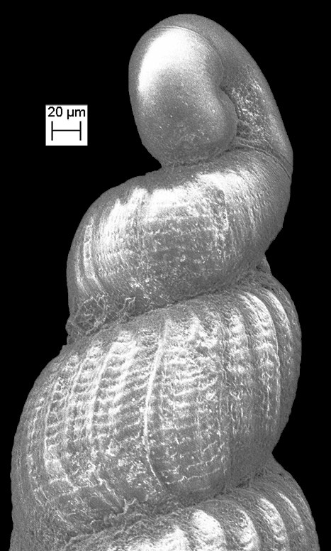 Falsoebala species Fossil