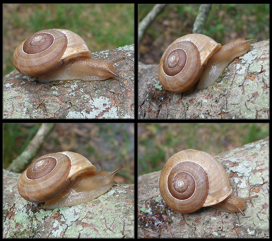 Allogona profunda (Say, 1821) Broad-banded Forestsnail