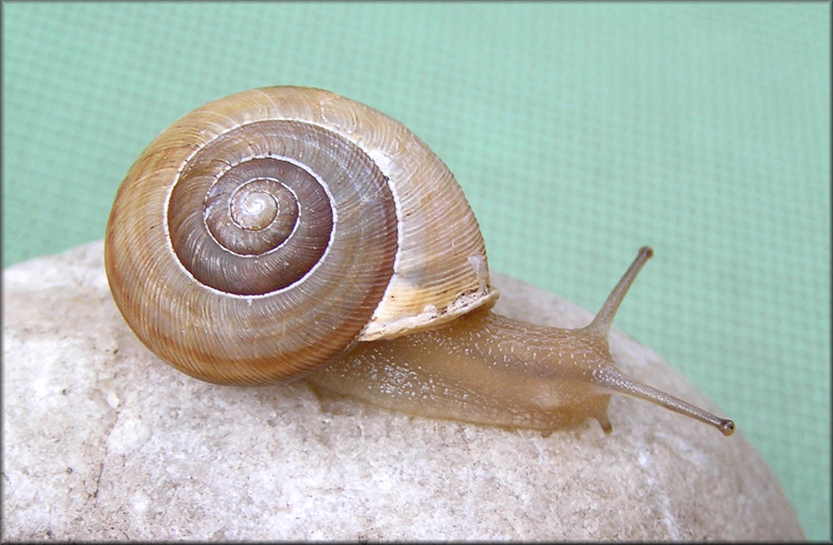 Allogona profunda (Say, 1821) Broad-banded Forestsnail