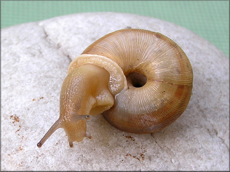 Allogona profunda (Say, 1821) Broad-banded Forestsnail