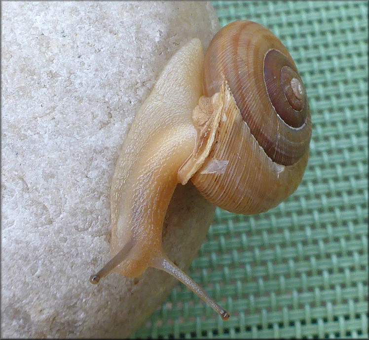 Allogona profunda (Say, 1821) Broad-banded Forestsnail