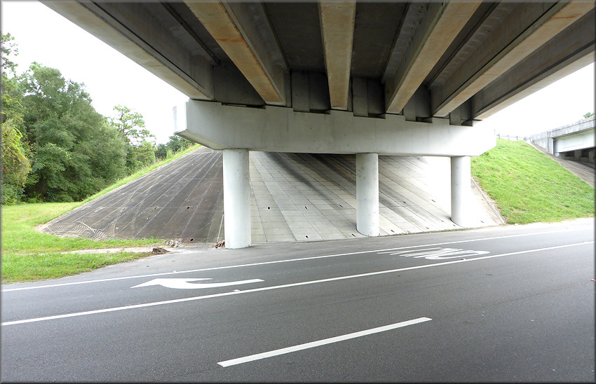 Bulimulus sporadicus Habitat At The Interstate 295 Overpass On Alta Drive