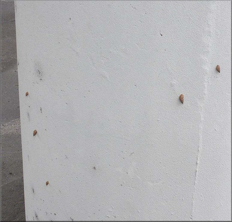 Bulimulus on the concrete bridge supports