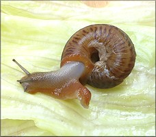 Anguispira alternata (Say, 1817) Flamed Tigersnail