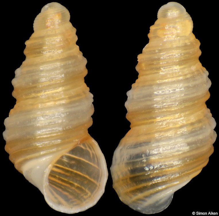 Cingula farquhari (E. A. Smith, 1910)