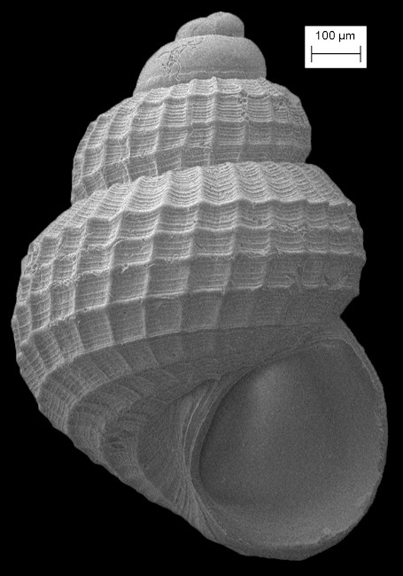 Alvania auberiana (dOrbigny, 1842) West Indian Alvania Fossil