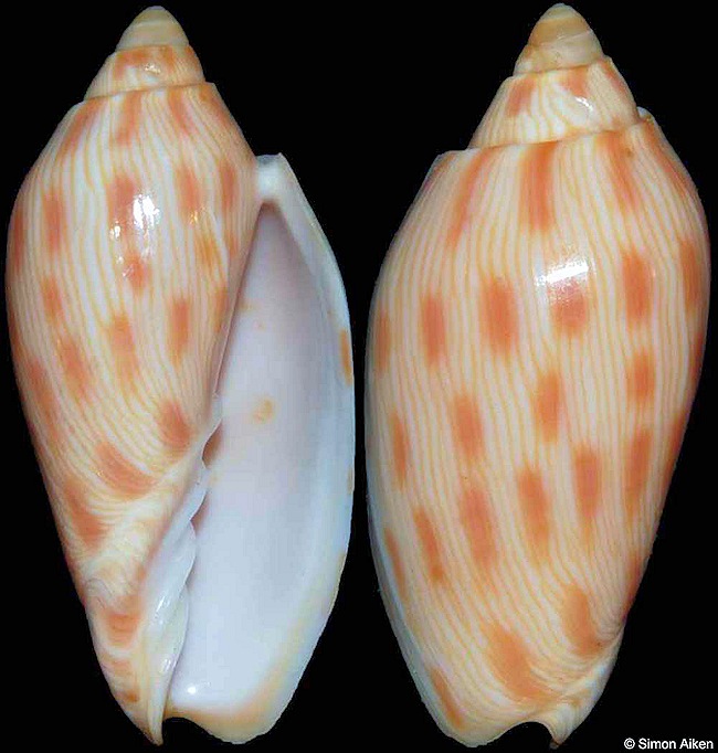 Amoria canaliculata (McCoy, 1869)