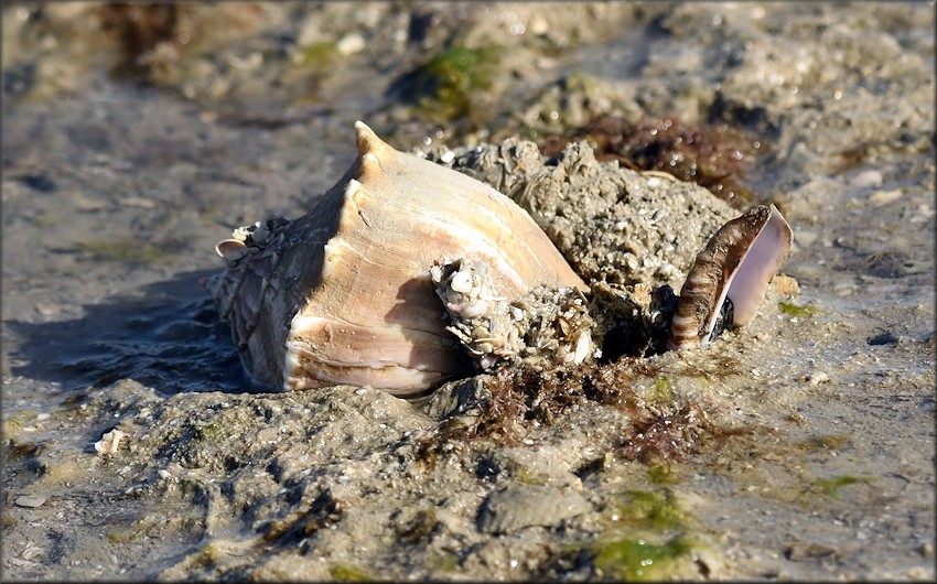 Busycon perversum (Linnaeus, 1758) Freak