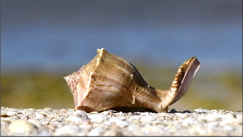 Busycon perversum (Linnaeus, 1758) Freak