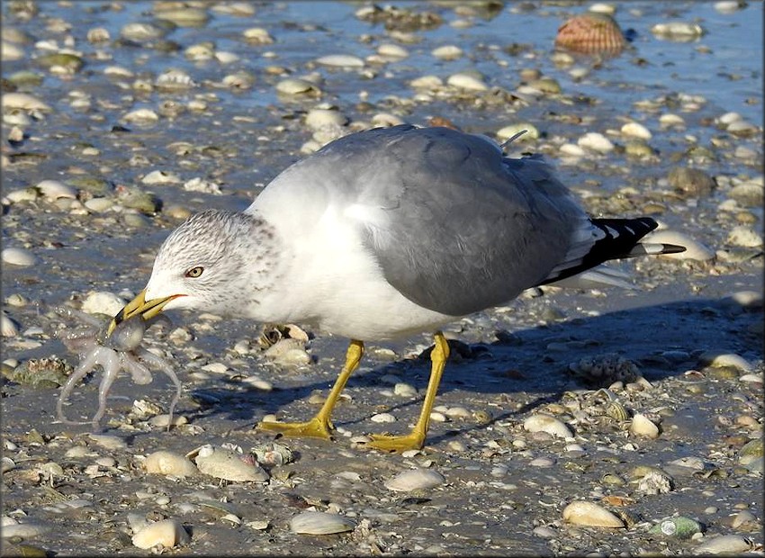 Larus delawarensis Ring-billed Gull Devouring Atlantic Pygmy Octopus