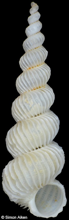 Epitonium angulicinctum (de Boury, 1913)