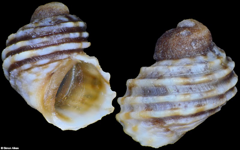 Echinolittorina parcipicta (Carpenter, 1864)